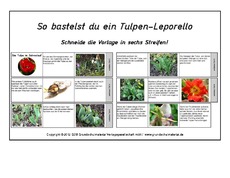Leporello-Tulpe-im-Jahreslauf-Anleitung.pdf